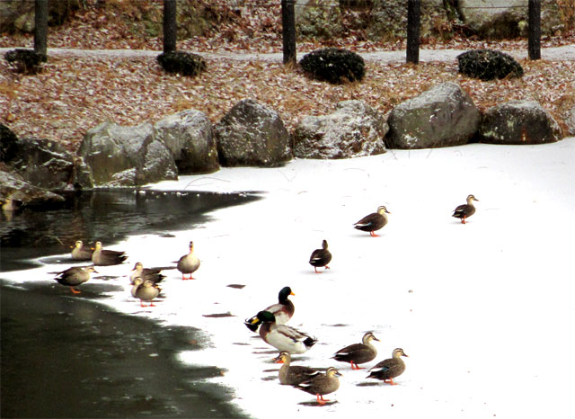 凍った池の上の水鳥。