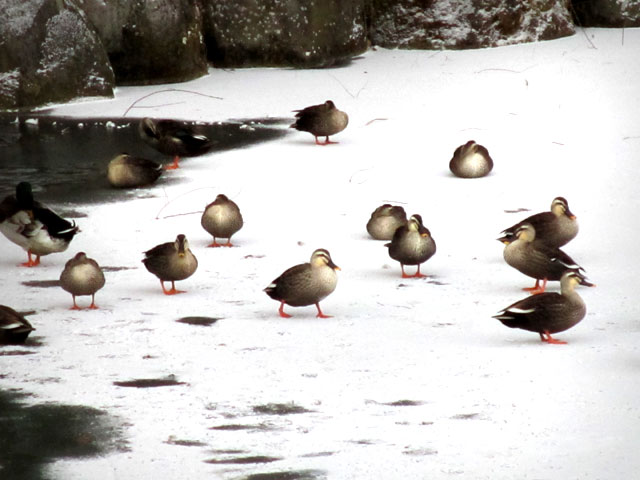 凍った池の上の水鳥。