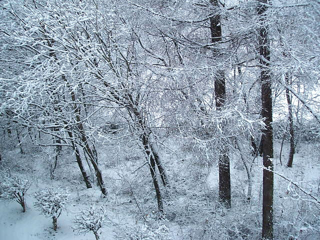 会議室から見た雪景色