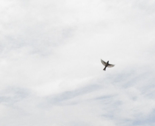 鳥は自由に大空を羽ばたいています