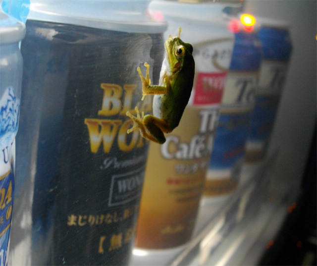 自販機にへばりつくカエル。