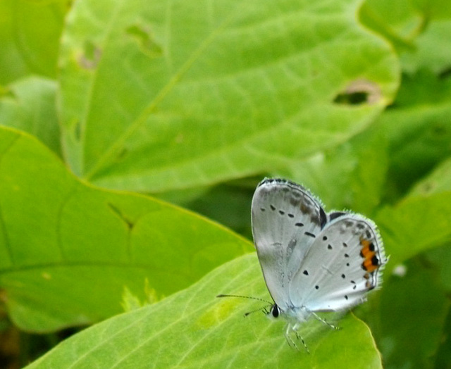 雨の合間の蝶