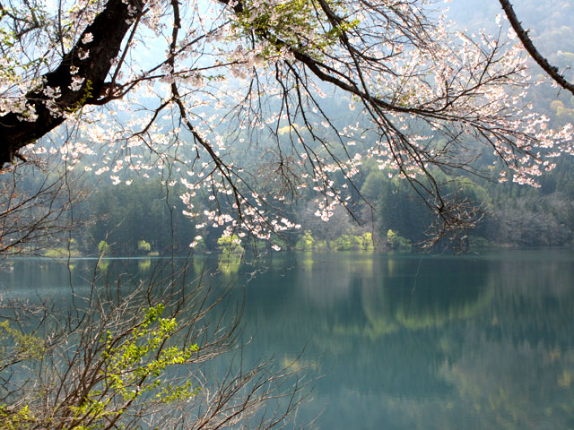 北竜湖の桜